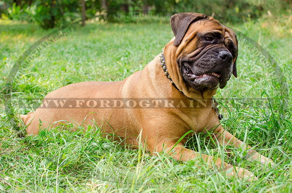 Bullmastiff con collare decorativo con borchie