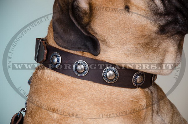 Bullmastiff con collare decorativo