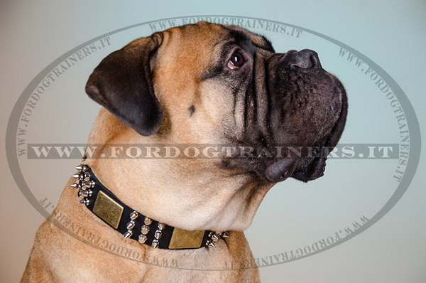 Bullmastiff con collare decorativo