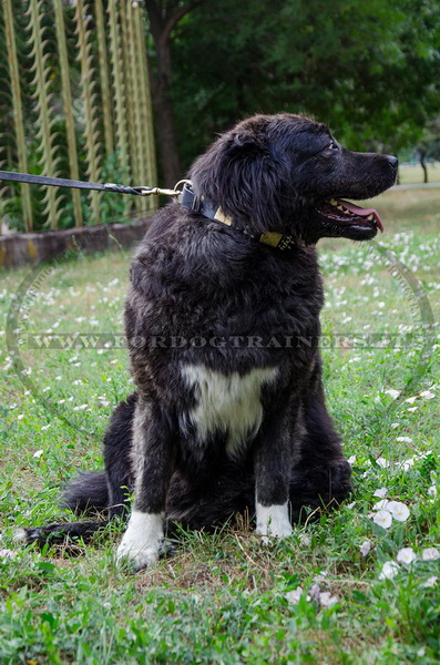 Cane da pastore del Caucaso con collare decorativo