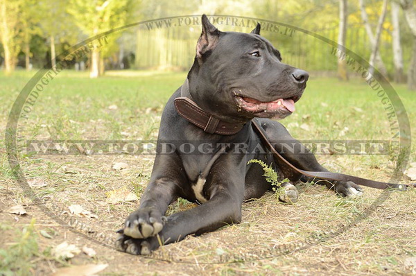 American Pit Bull Terrier con collare di cuoio marrone