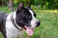 Collare con disegno di filo spinato per Amstaff Collare con disegno di filo spinato per Amstaff