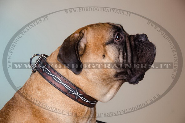 Bullmastiff con collare decorativo