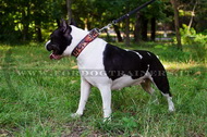 Collare esclusivo con disegno di fuoco per Amstaff Collare esclusivo con disegno di fuoco per Amstaff