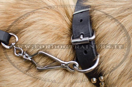 Tervueren con collare originale con borchie