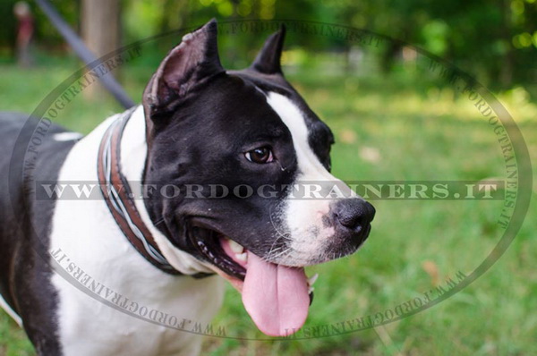 Amstaff con collare decorativo