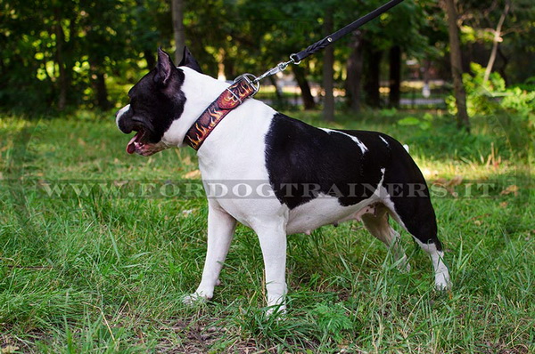 Amstaff con collare decorativo