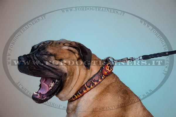 Bullmastiff con collare decorativo