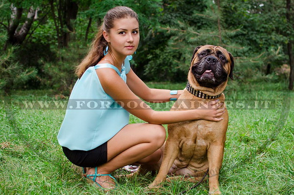 Bullmastiff con collare esclusivo