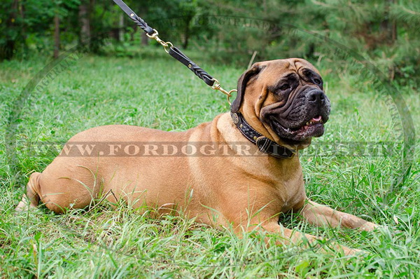 Bullmastiff con collare decorativo