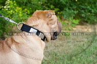 Collare in nylon con piastre decorative per Shar Pei Collare in nylon con piastre decorative per Shar Pei