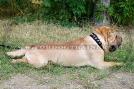 Collare in nylon con borchie a piramide per Shar Pei Collare in nylon con borchie a piramide per Shar Pei