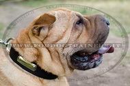 Collare di identificazione per Shar Pei Collare di identificazione per Shar Pei