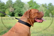 Collare in nylon con maniglia per Dogue de Bordeaux Collare in nylon con maniglia per Dogue de Bordeaux