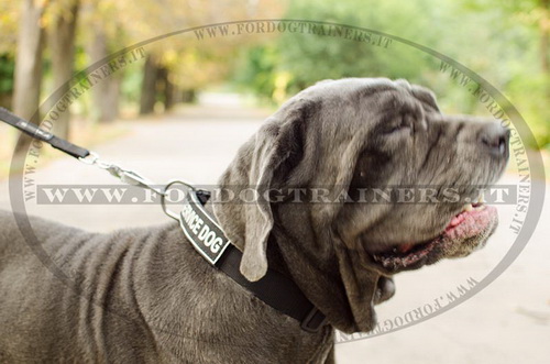 Mastino Napoletano con collare di nylon