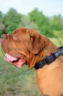Collare regolabile in nylon per Dogue de Bordeaux Collare regolabile in nylon per Dogue de Bordeaux