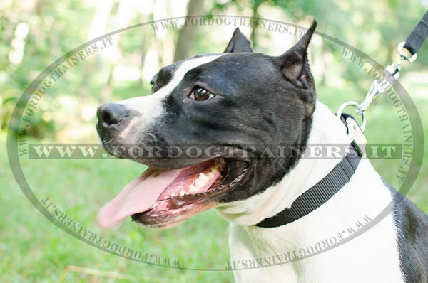 American Staffordshire Terrier con collare regolabile