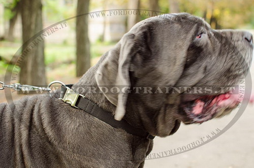 Mastino Napolitano con collare regolabile