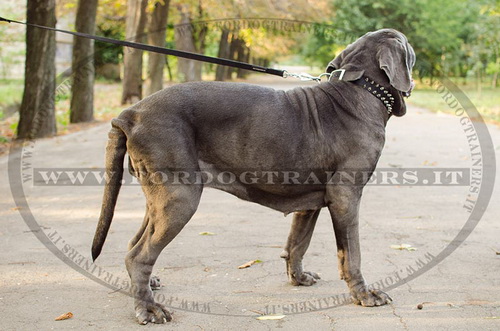 Mastino Napoletano con collare decorativo