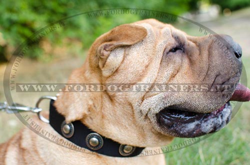 Shar Pei con collare decorativo