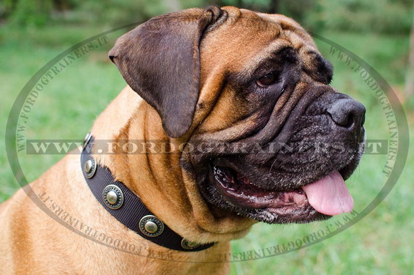 Bullmastiff con collare leggero in nylon