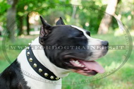 Collare in nylon con borchie a piramide per Amstaff Collare in nylon con borchie a piramide per Amstaff