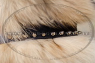 Collare in nylon con borchie a punta per Tervueren Collare in nylon con borchie a punta per Tervueren