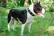 Collare in nylon con borchie rotonde nichelate per Amstaff Collare in nylon con borchie rotonde nichelate per Amstaff