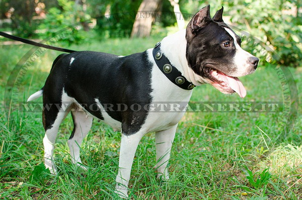 American Staffordshire Terrier con collare leggero in nylon