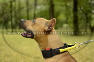 Collare di nylon con maniglia per American Staffordshire Terrier Collare di nylon con maniglia per American Staffordshire Terrier