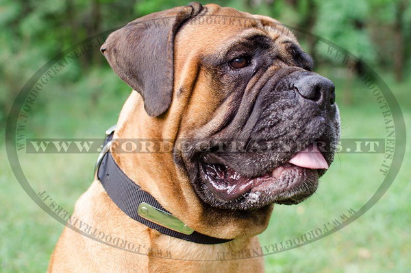 Bullmastiff con collare di identificazione