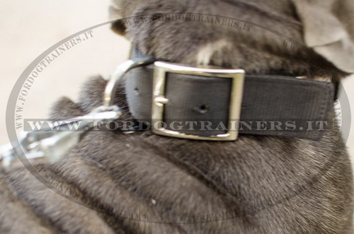 Mastino Napolitano con collare decorativo