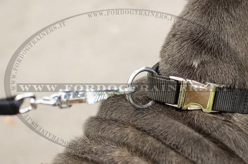 Mastino Napolitano con collare regolabile