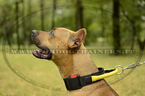 Collare di nylon nero per American Staffordshire Terrier