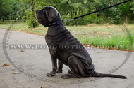 Collare in nylon con borchie a piramide per Mastino Napoletano Collare in nylon con borchie a piramide per Mastino Napoletano