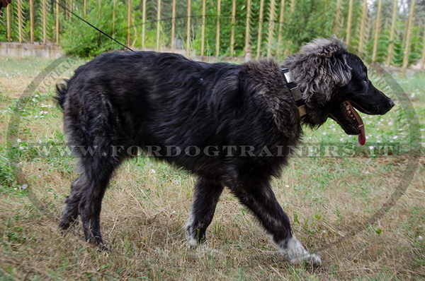 Cane da pastore del Caucaso con collare decorativo