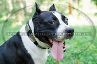 Collare in nylon con piastre in ottone per Amstaff Collare in nylon con piastre in ottone per Amstaff