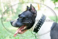 Collare in nylon con borchie a punta per Amstaff Collare in nylon con borchie a punta per Amstaff