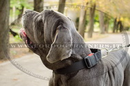 Collare regolabile di nylon per Mastino Napoletano Collare regolabile di nylon per Mastino Napoletano
