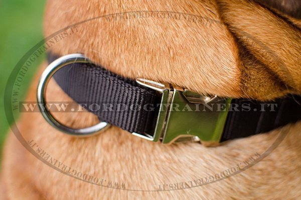 Bullmastiff con collare regolabile