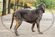 Collare in nylon con borchie a punta per Mastino Napoletano Collare in nylon con borchie a punta per Mastino Napoletano