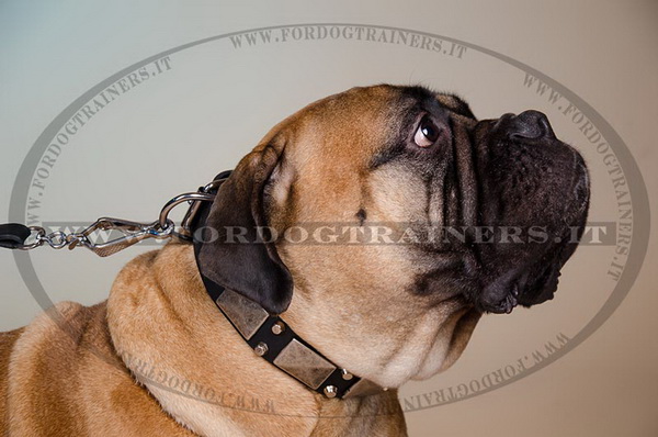 Bullmastiff con collare con design esclusivo