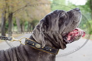 Collare originale per Mastino Napolitano Collare originale per Mastino Napolitano