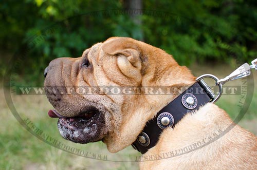 Shar Pei con collare decorativo