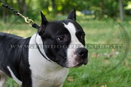 Collare in cuoio a strozzo per Amstaff Collare in cuoio a strozzo per Amstaff