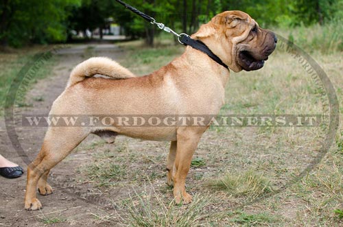 Collare classico in pelle, larghezza 25 mm