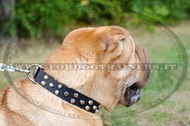 Collare in cuoio con borchie a piramide per Shar Pei Collare in cuoio con borchie a piramide per Shar Pei