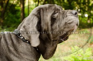 Collare in cuoio con borchie a piramide per Mastino Napoletano Collare in cuoio con borchie a piramide per Mastino Napoletano