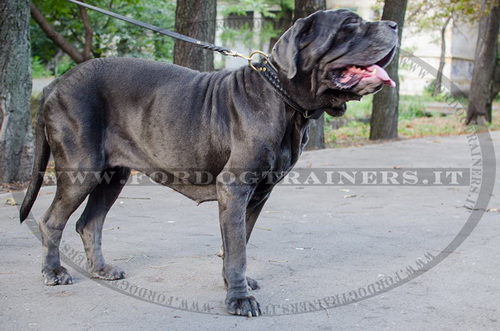 Mastino Napolitano con collare decorativo