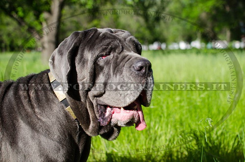 Mastino Napolitano con collare con design esclusivo